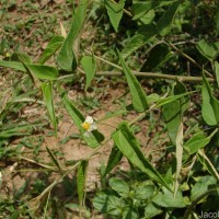 Walsura trifoliolata